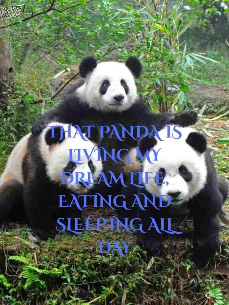 Funny Zoo Captions For Instagram